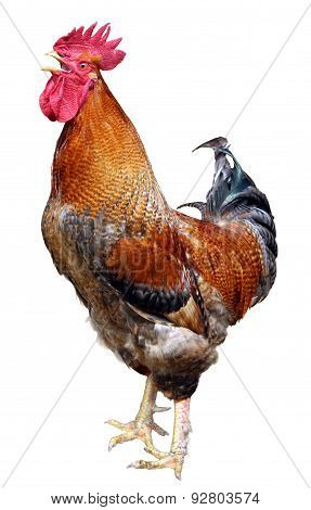 Colorful  Rooster isolated on white background
