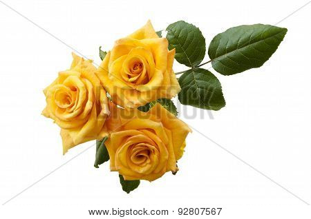 Beautiful Three Yellowish Orange Roses Isolated On White Background