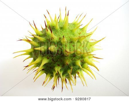 Chestnut