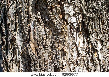 Background bark
