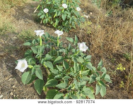 Datura Flower