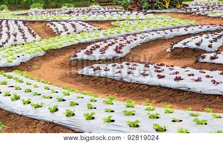 Lettuce Vegetables In Field