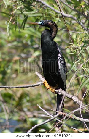 anhinga