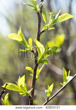 Cherry Leaves