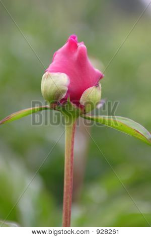 Nv_2624_Flowers입니다. 작 약입니다.