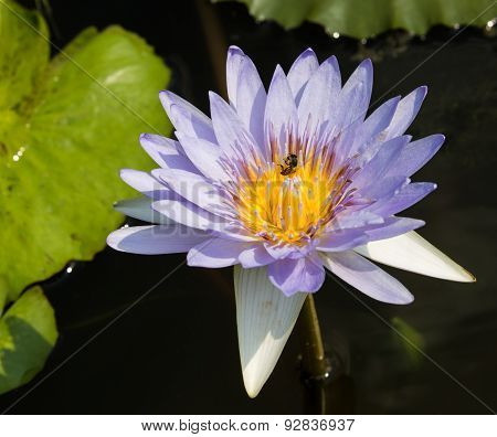 A light purple lotus in a fresh air