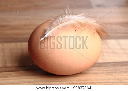Fresh Egg With Chicken Feather