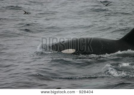 Orca