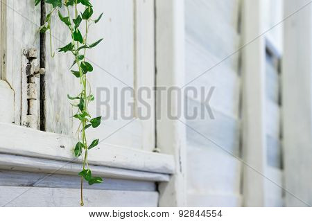 White Wooden Room With Houseplant Ivy And Defocus Background