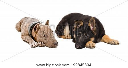 Puppies pit bull and German Shepherd