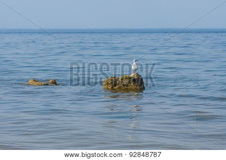 Lonely Caspian gull on a rock in Kakhovka Reservoir