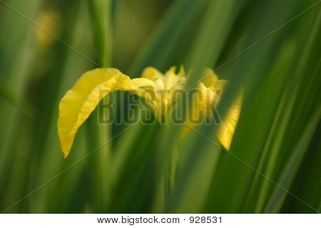 Nv_2338_Iris