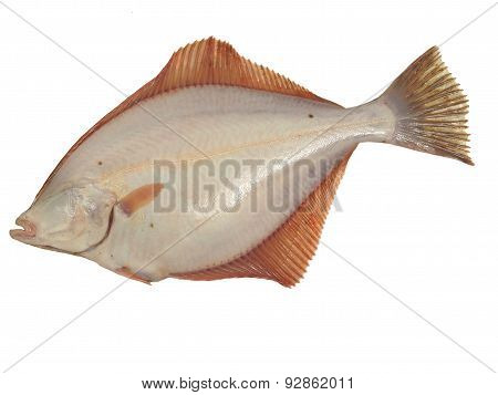 big fish flounder on a white background
