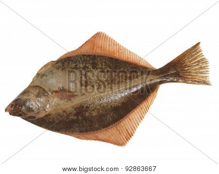 Big Fish Flounder