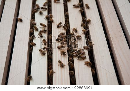 Bees in hive