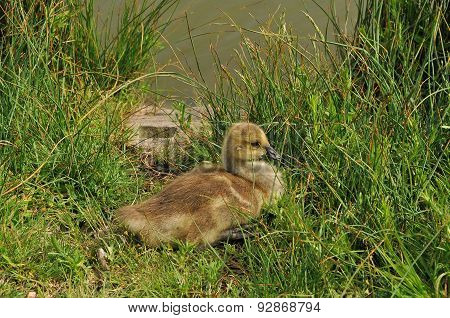 Canada Goose Gosling