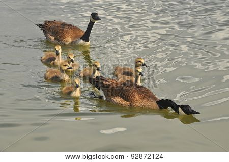 Canada Goose family