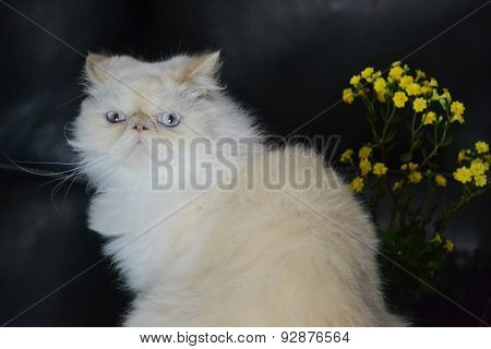 Cat - Persian Himalayan Cream Point