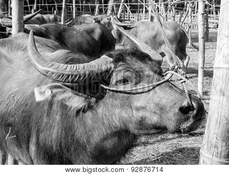 Buffalo in the paddock