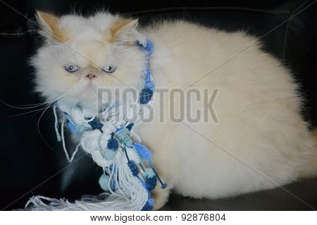 Cat - Persian Himalayan Cream Point
