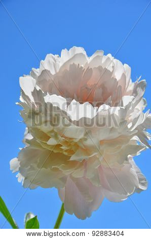 white peony