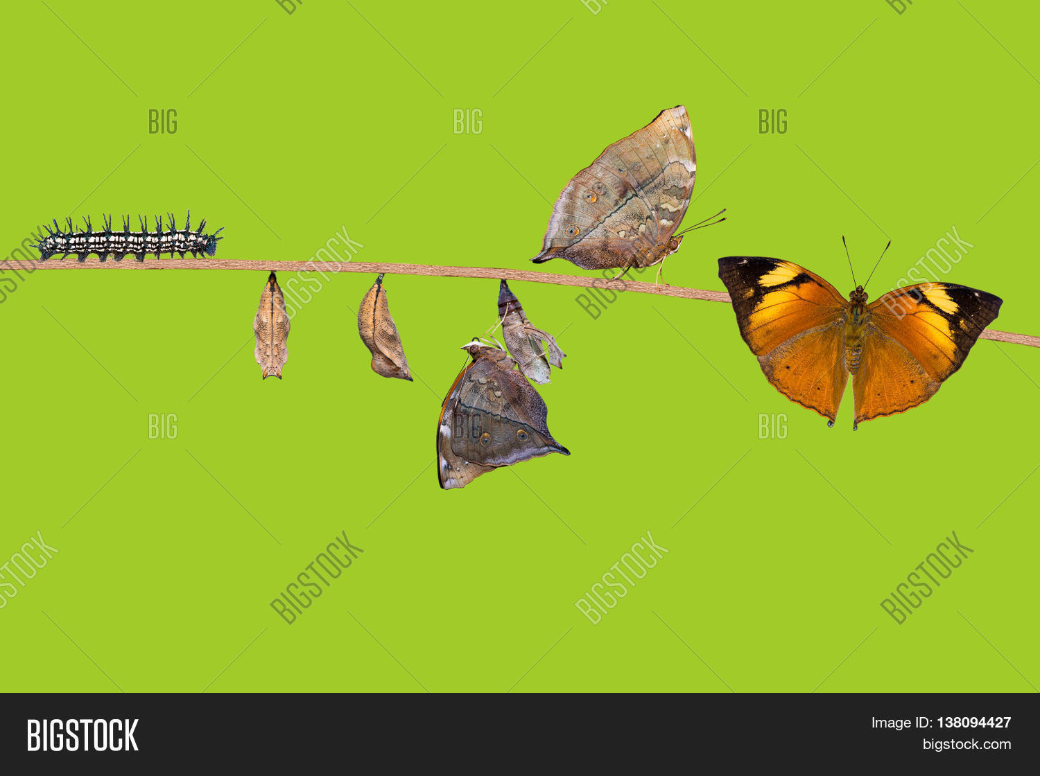 Autumn Leaf Butterfly Image & Photo (Free Trial) | Bigstock