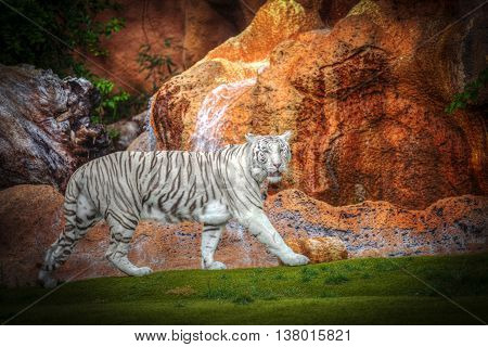 White Tiger