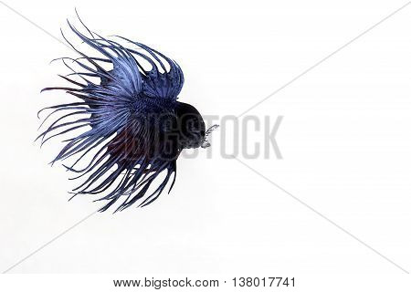 The Siamese fighting fish (Betta splendens), also sometimes colloquially known as the Betta, is a species in the Gourami family which is popular as an aquarium fish