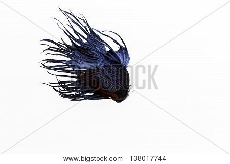 The Siamese fighting fish (Betta splendens), also sometimes colloquially known as the Betta, is a species in the Gourami family which is popular as an aquarium fish