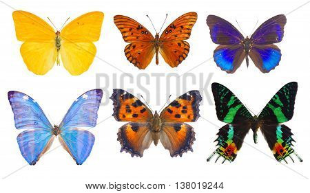 set of multicolored tropical flying batterflies isolated over white background