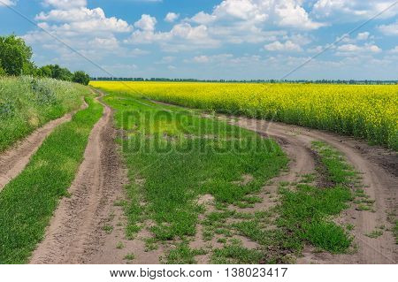 Summer landscape with earth roads on the edge of agricultural field with rape-seed