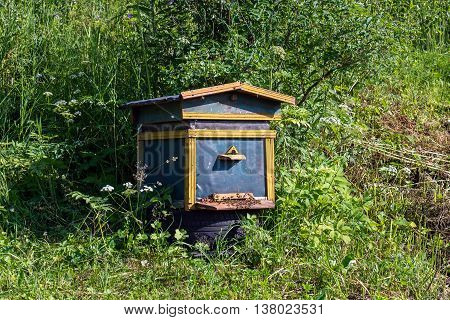 Apiary bees in the same cabin in the woods and grass