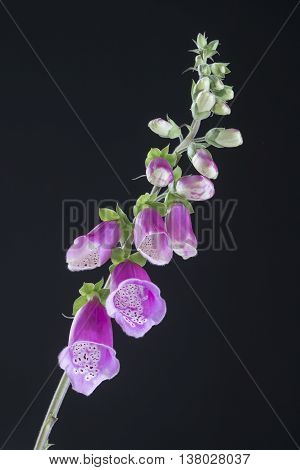 Foxglove Digitalis purpurea flower on black background