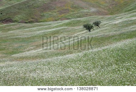Two trees on a field of flowers in rural Georgia