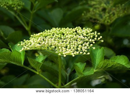 Sprig and flower of sambucus with green leaves on a tree.