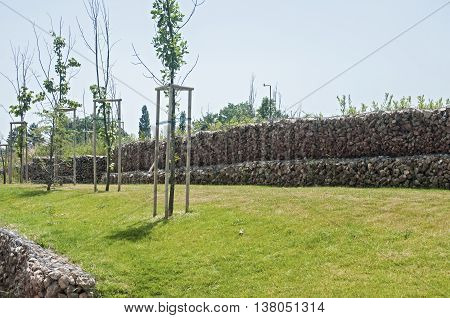 Saplings on park meadow and hexagonal wire netting gabion box wall with stones