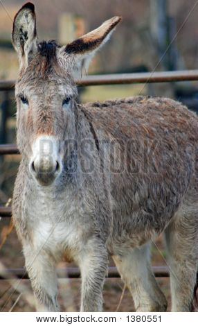 Burro