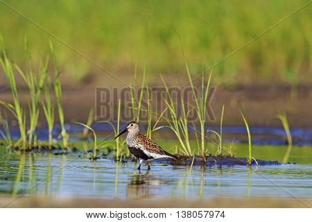 Dunlin among the marsh vegetation autumn migration of birds, waterbirds
