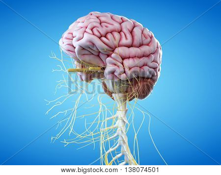 3d rendered illustration of the human brain and head nerves
