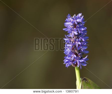 Pickerelweed