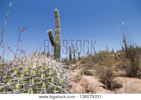 A fallen saguaro cactus in Saguaro National Park, Tucson, Arizona.