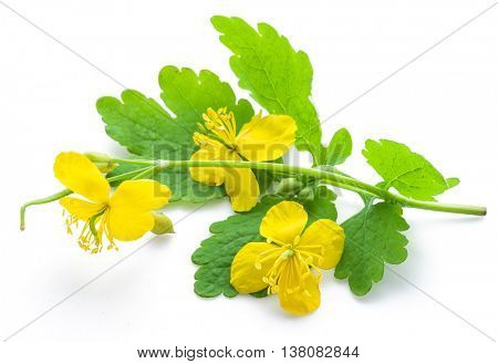 Greater celandine flower, swallowwort isolated on white background.