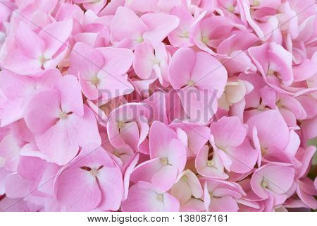 hydrangea flowers - Hydrangea arborescens - shallow depth of field