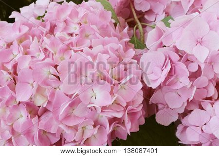 hydrangea flowers - Hydrangea arborescens - shallow depth of field