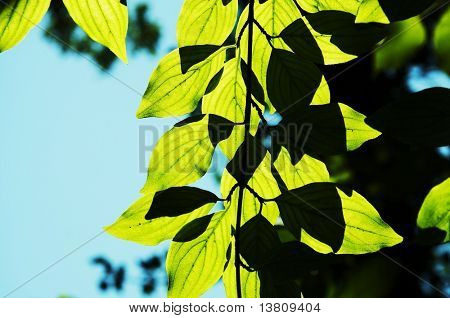 สีเขียวใบไม้คอร์เนล