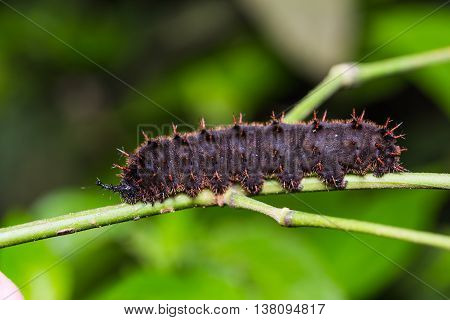 Orange Oakleaf Caterpillar