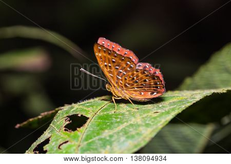 The Punchinello Butterfly