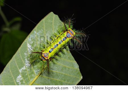 Slug Moth Caterpillar