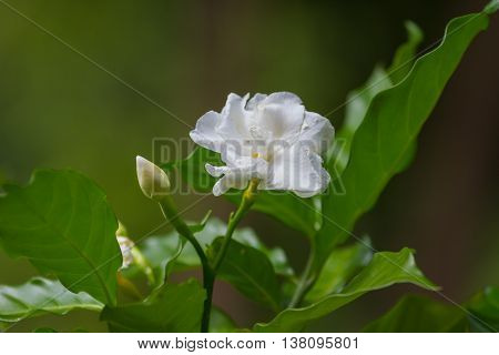 Beautiful Gardenia Jasminoides Flower