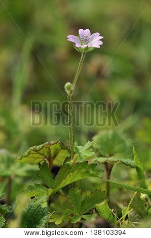 Doves foot Cranesbill - Geranium molle Smaal Pink Flower